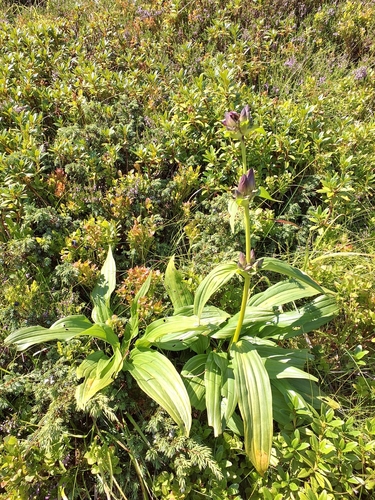 Image of Gentiana pannonica by no rights reserved