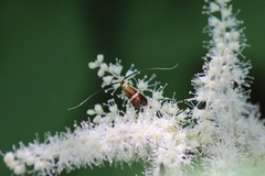 Adela australis