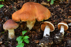 Cortinarius laniger image