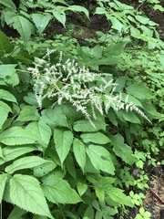 Astilbe biternata