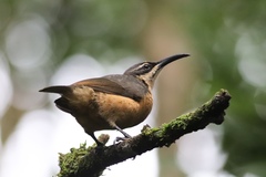 Ptiloris victoriae