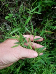 Dichanthelium malacophyllum