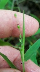 Dichanthelium malacophyllum