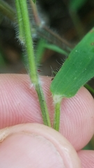 Dichanthelium malacophyllum