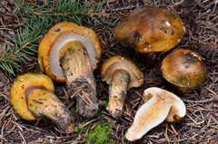 Tricholoma aurantium image