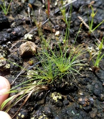 Bulbostylis capillaris