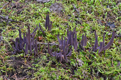 Alloclavaria purpurea image