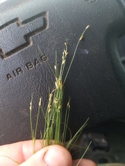 Bulbostylis capillaris