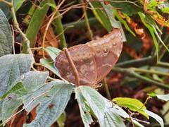 Morpho menelaus amathonte