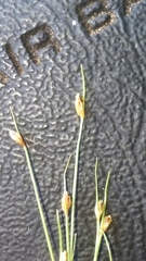 Bulbostylis capillaris