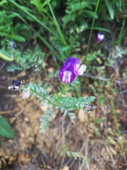 Astragalus lindheimeri