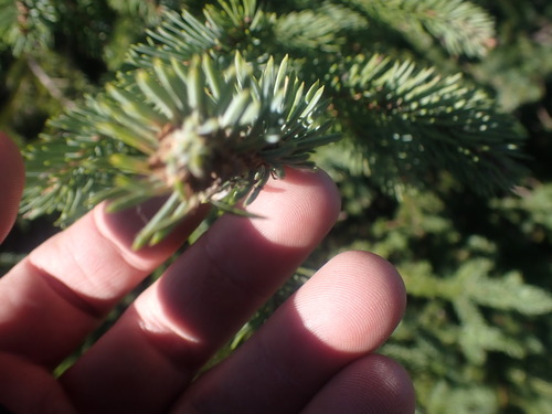 Western white spruce (Picea × albertiana)