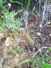 Astragalus lindheimeri
