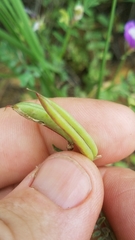 Astragalus lindheimeri