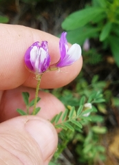 Astragalus lindheimeri