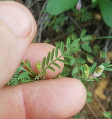 Astragalus lindheimeri