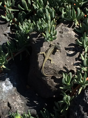 Sceloporus palaciosi