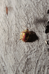 Coptocycla leprosa