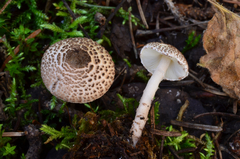 Lepiota felina image