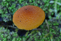 Pholiota granulosa image