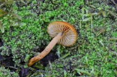 Pholiota granulosa image