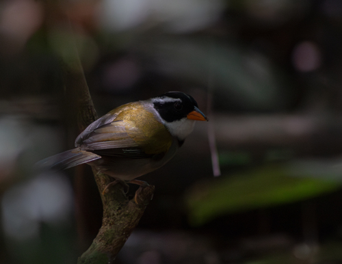 Cerquero Piquiamarillo (Arremon flavirostris)