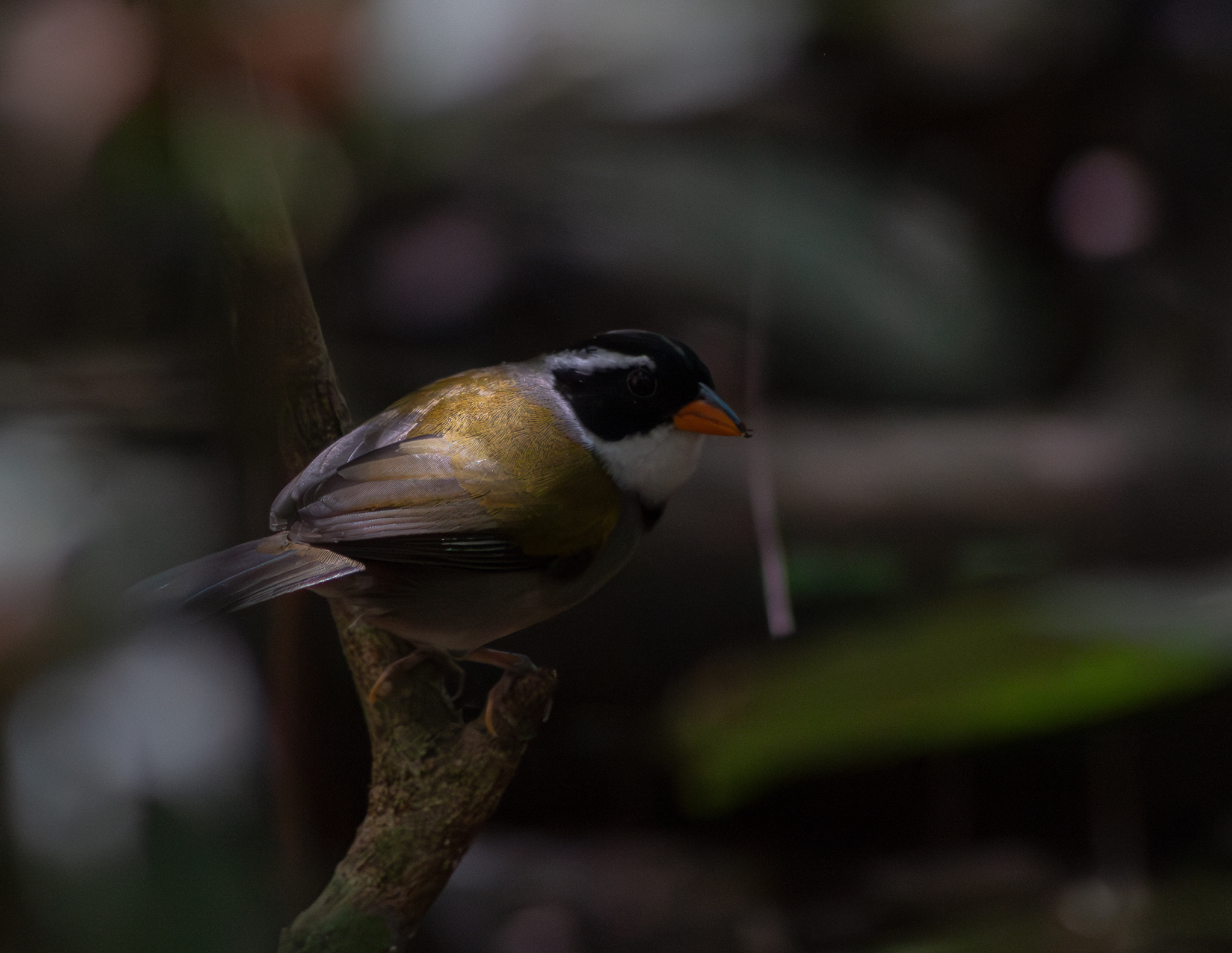 Saffron-billed Sparrow (Arremon flavirostris)