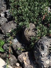 Sceloporus palaciosi