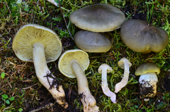 Tricholoma saponaceum image