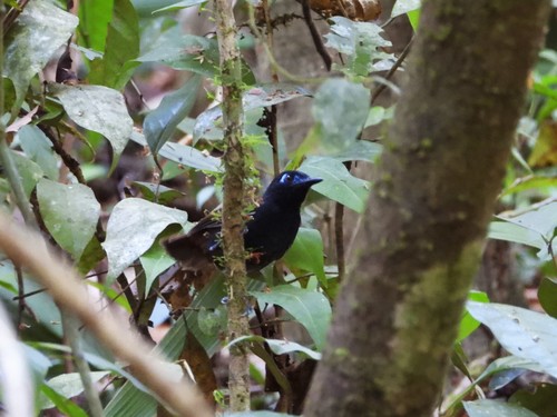 Chestnut-backed Antbird (Poliocrania exsul), photo 5
