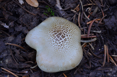 Tricholoma saponaceum image