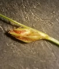 Bulbostylis capillaris