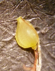 Bulbostylis capillaris