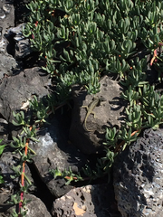 Sceloporus palaciosi