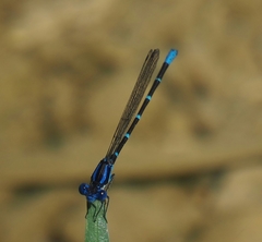 Argia sedula