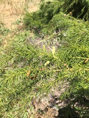 Acacia verticillata