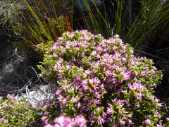 Erica labialis