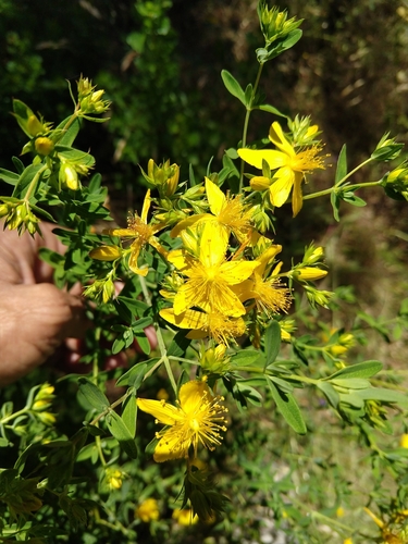 iNaturalist observation photo of Common St. John's Wort