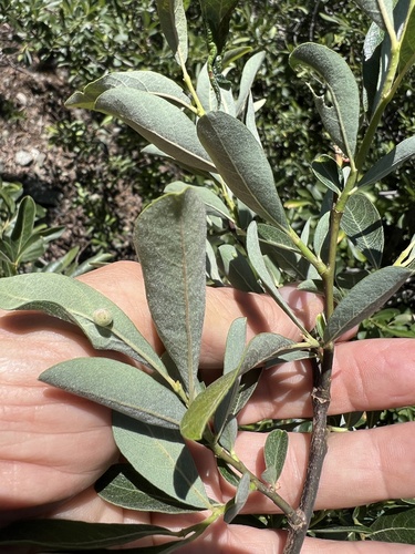 Image of Salix scouleriana by (c) Steve Matson, some rights reserved (CC BY)