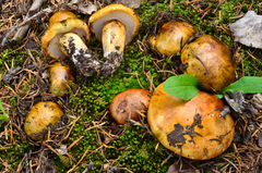 Tricholoma aurantium image