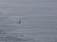 Hydrobates pelagicus