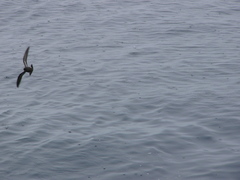 Hydrobates pelagicus