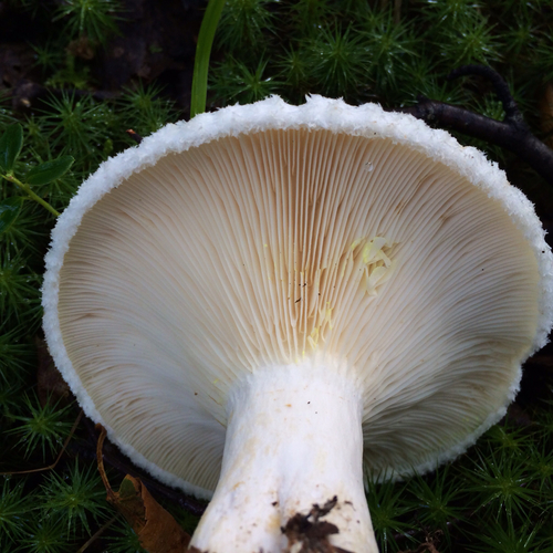 rollrim milkcap
