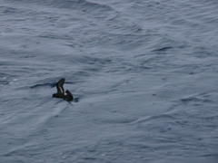Hydrobates pelagicus