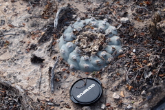 Lophophora williamsii