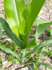 Zea mays mays