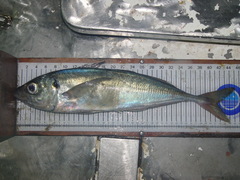 Trachurus trachurus
