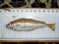 Trisopterus minutus