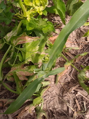 Zea mays mays