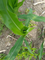 Zea mays mays
